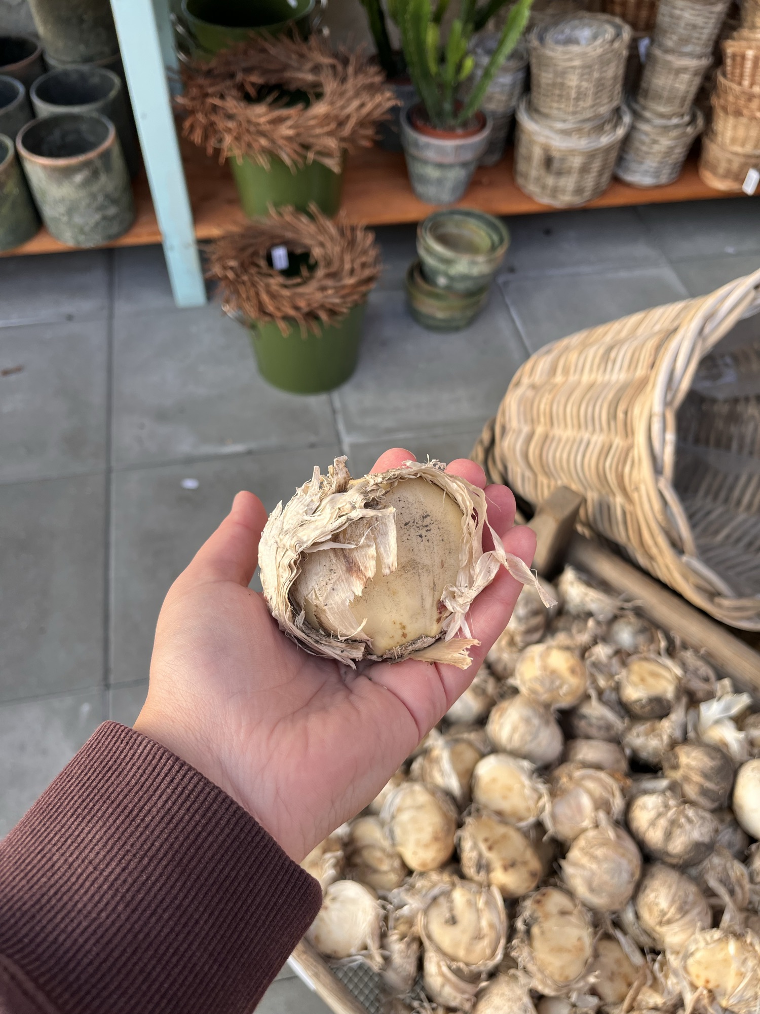 Allium globemaster
